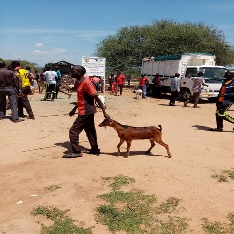 Man with goat in Africa