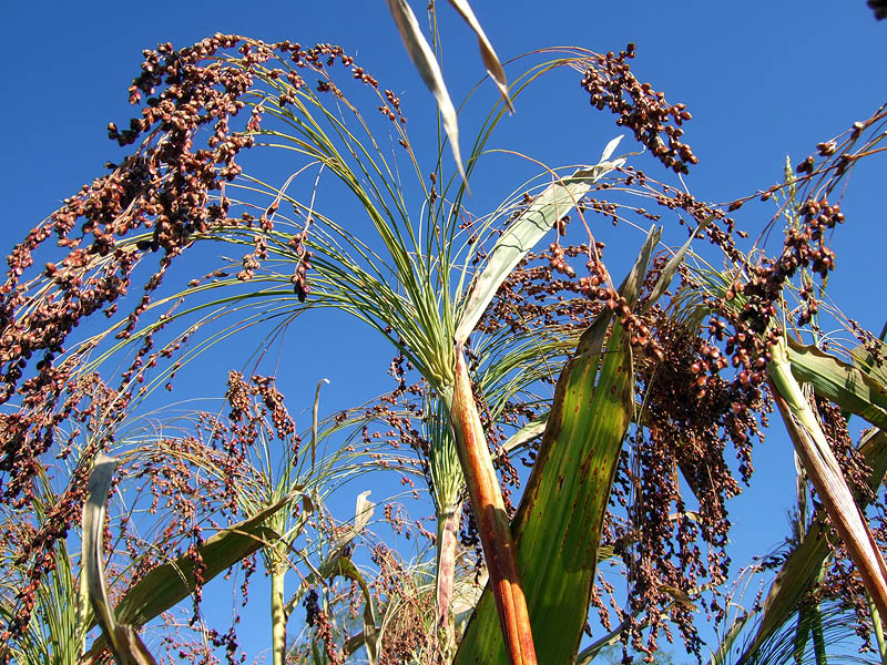 Sorghum