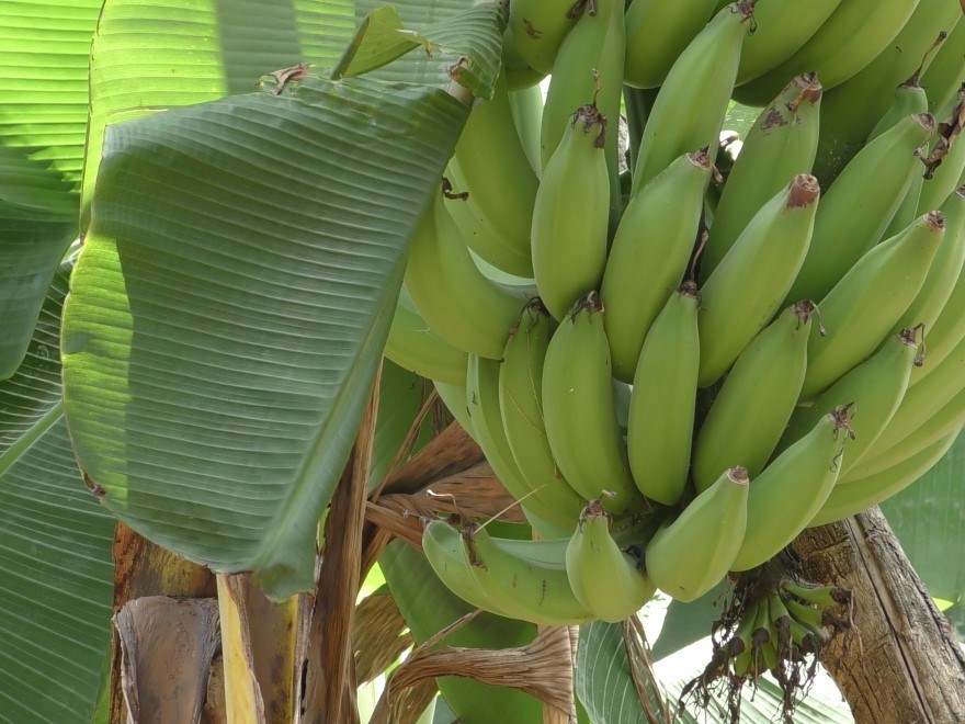 Banana stock