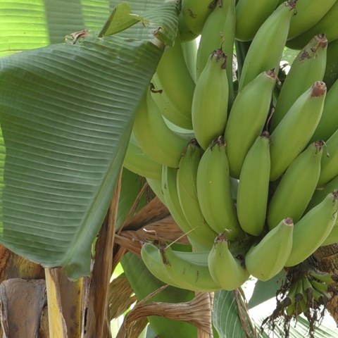 Banana stock