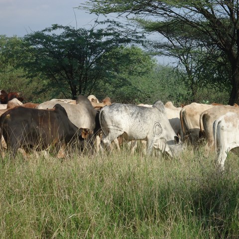 Kor på äng i Afrika