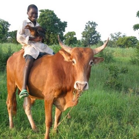 Boy on cow with chicken