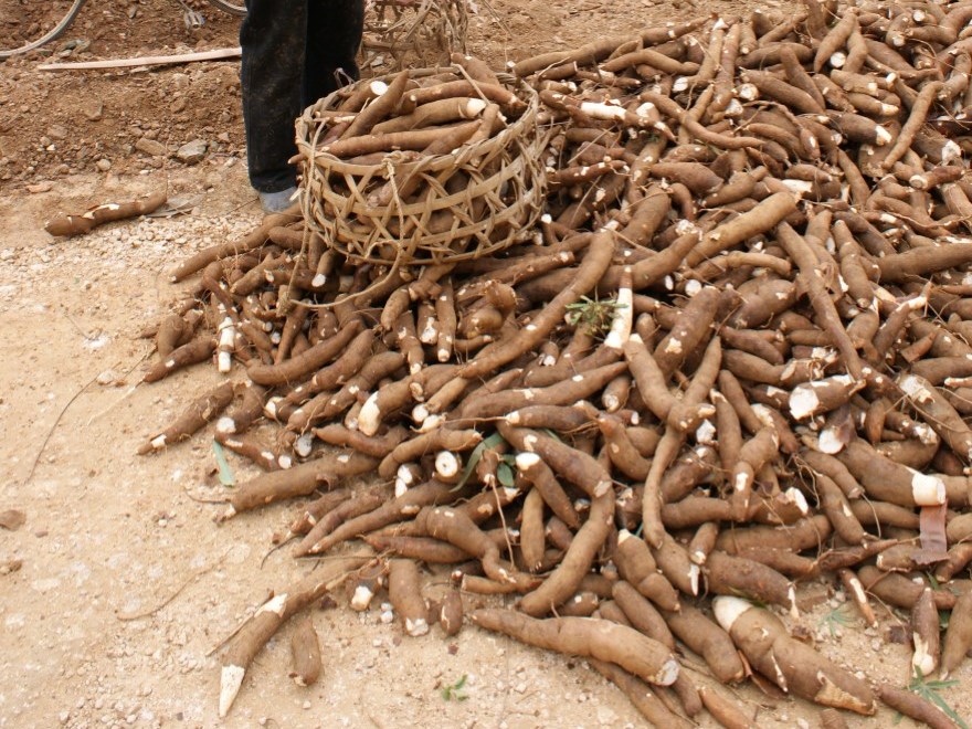 Cassava