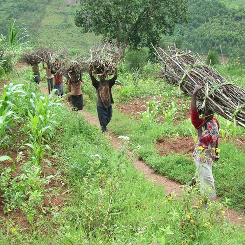 African women carrying firewood