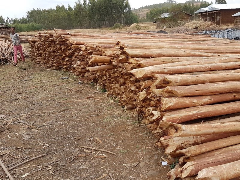 Timber