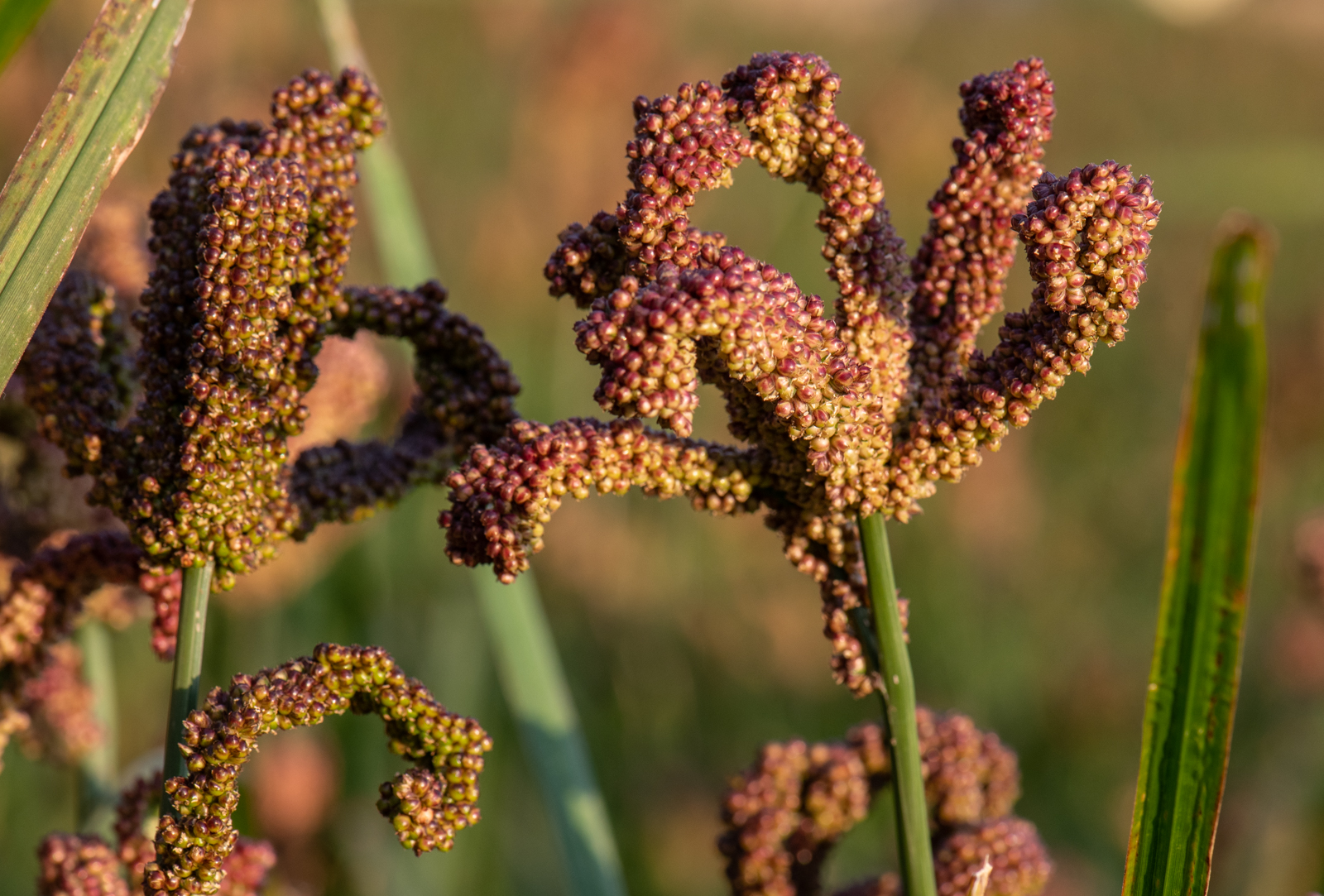 African crop 