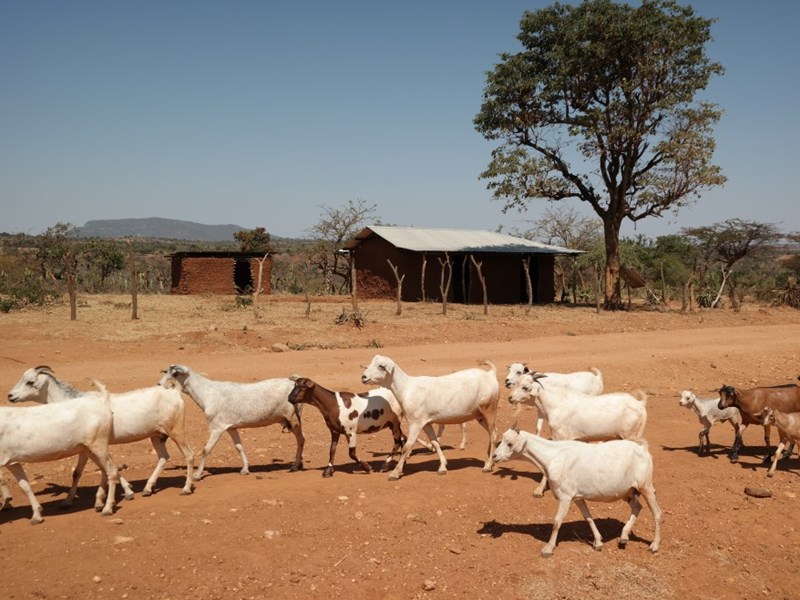 Goats in rural area in Africa
