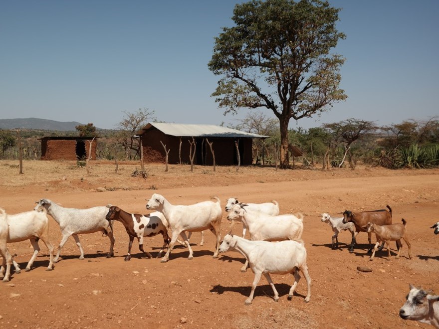 Getter i Afrika