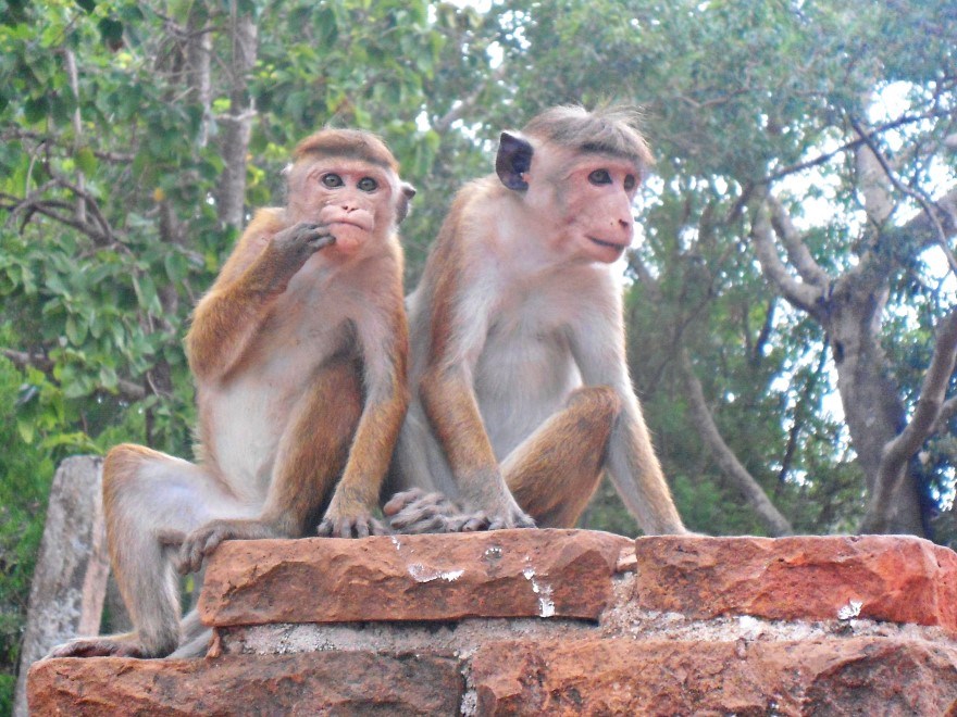 Monkeys