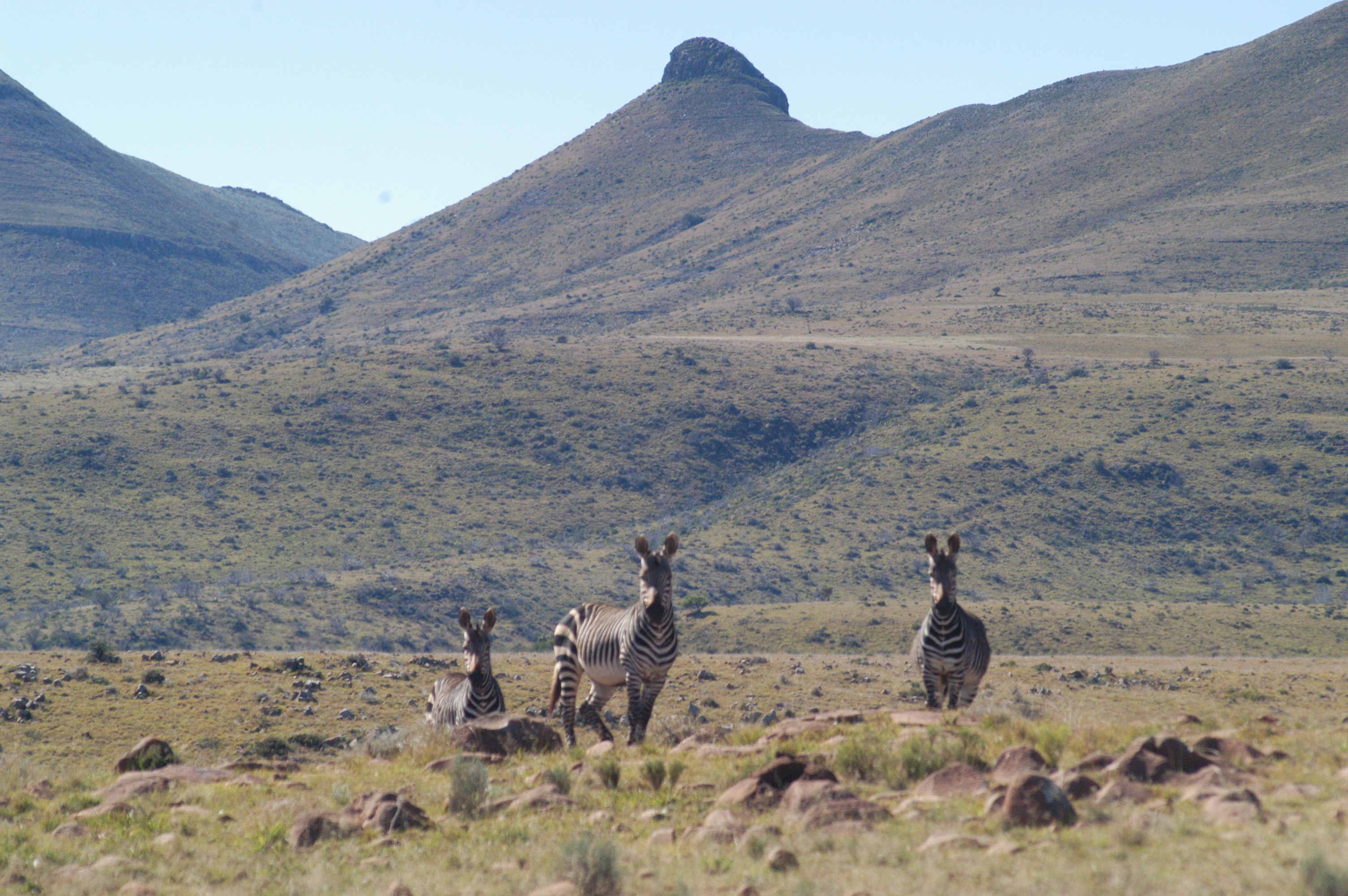 Mountain zebras in Africa