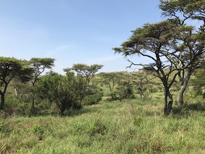 Nature in Africa