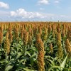 sorghum