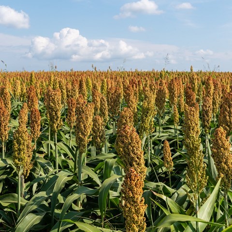 sorghum