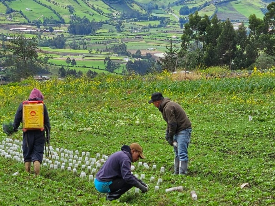 Intensive agriculture in the outskirts of the city Pasto in Nariño Centro