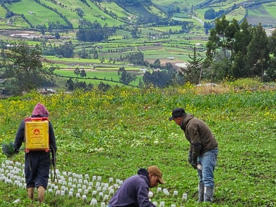 Intensive agriculture in the outskirts of the city Pasto in Nariño Centro