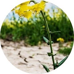 Rapeseed in cracked soil