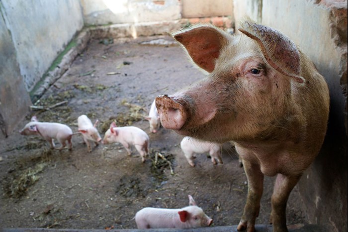 A pig outdoors, photo.