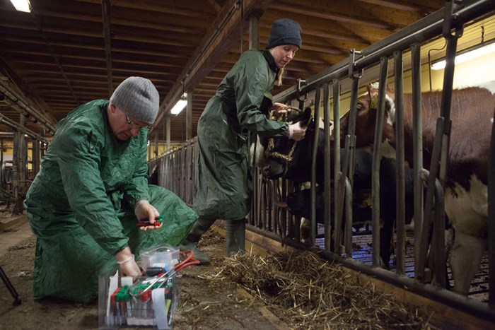 A veterinary with cows indoors, photo.