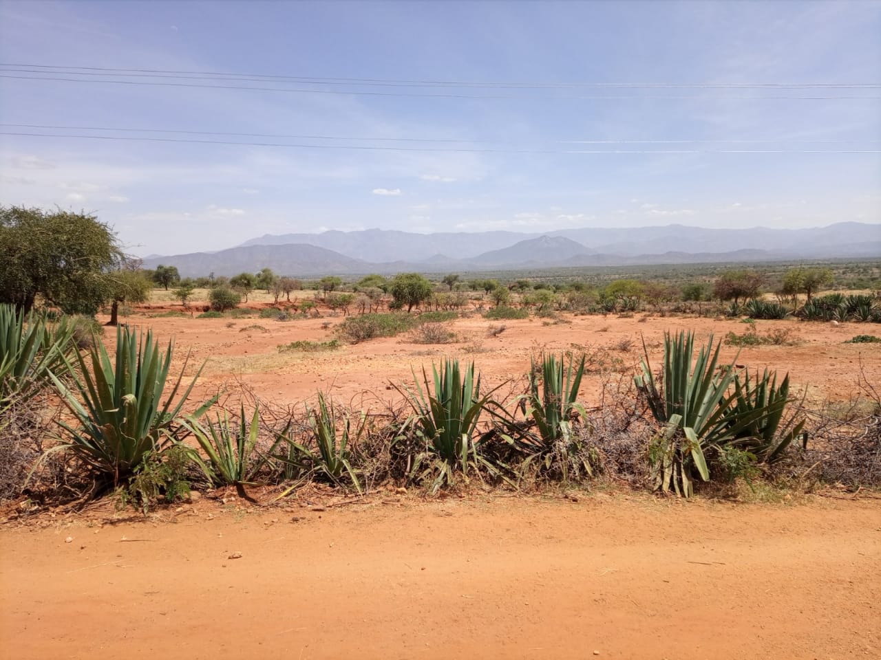 Dry landscape without grass, with scattered trees and sisal fences.