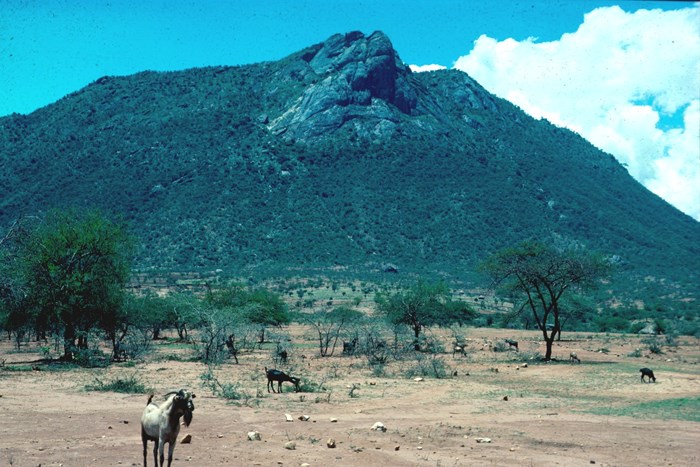 A hill, some trees and goats and the ground is bare.