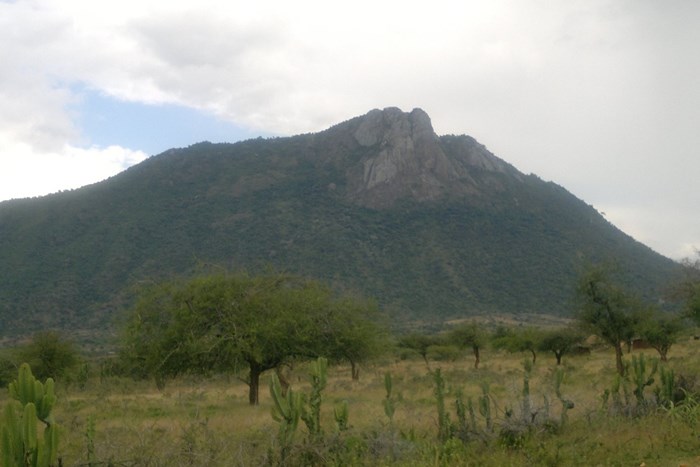 A hill, many trees, live fence and tall, green grass.
