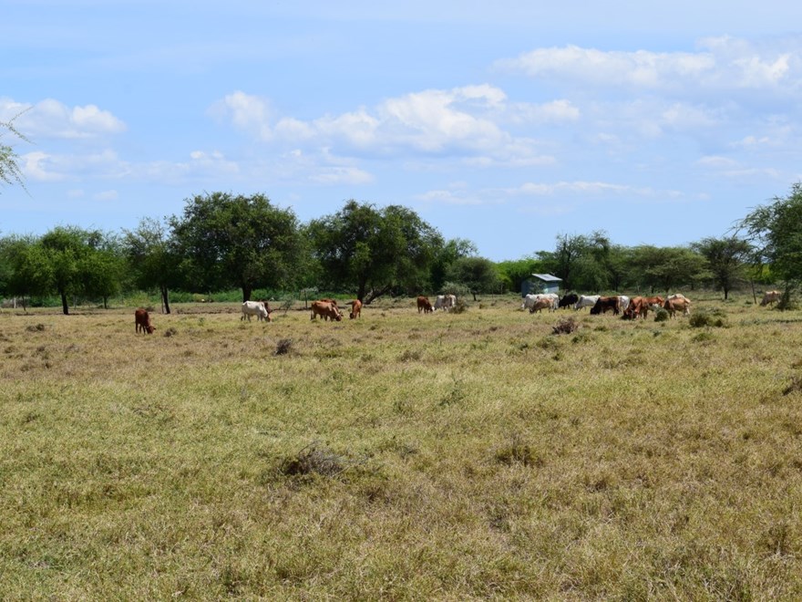 Cows grazing tall, dry grass.