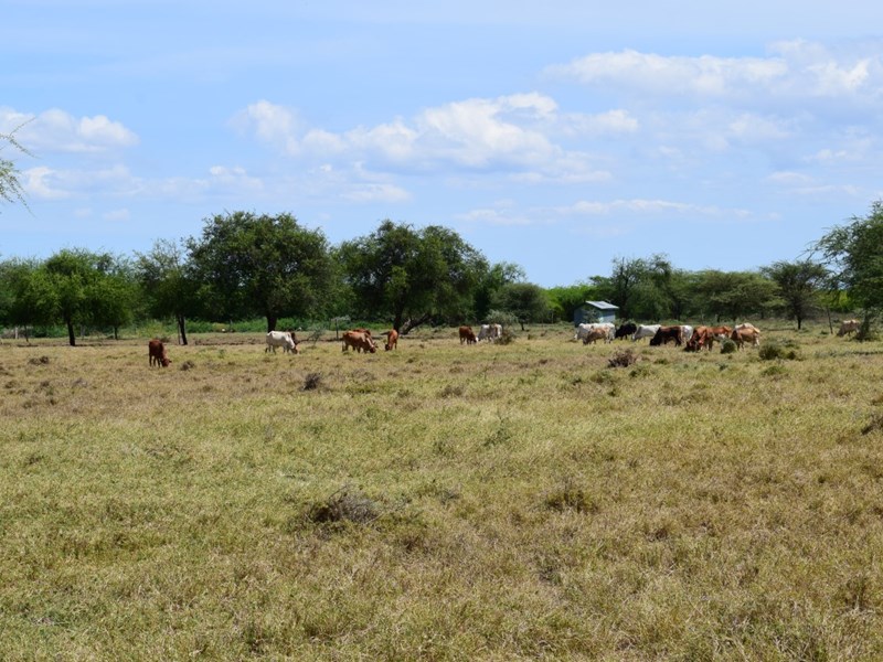 Cows grazing tall, dry grass.