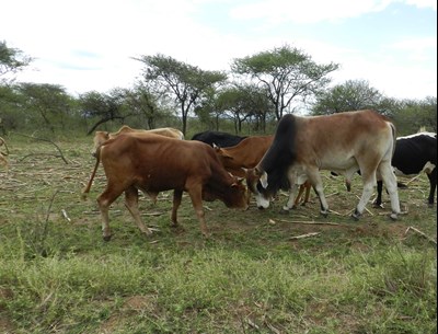 Friska nötkreatur på bete i ett torrt landskap i West Pokot, Kenya.
