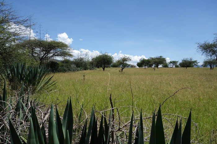Tall, green grass inside a living fence in Kenya.