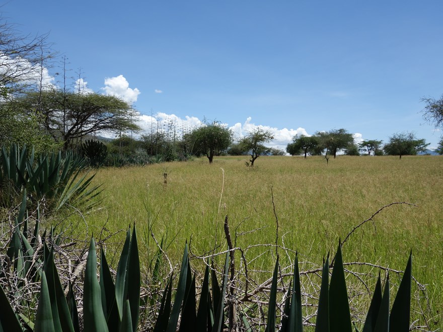 Högt grönt gräs innanför levande staket, Kenya.
