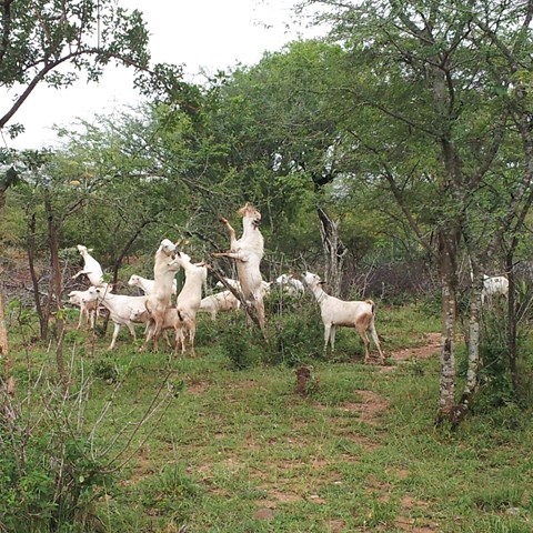 Goats trying to climb a tree in search of feed.eac