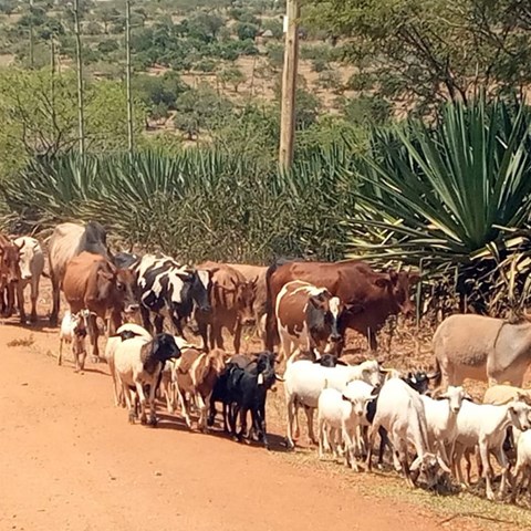 Migrating cows and goats.