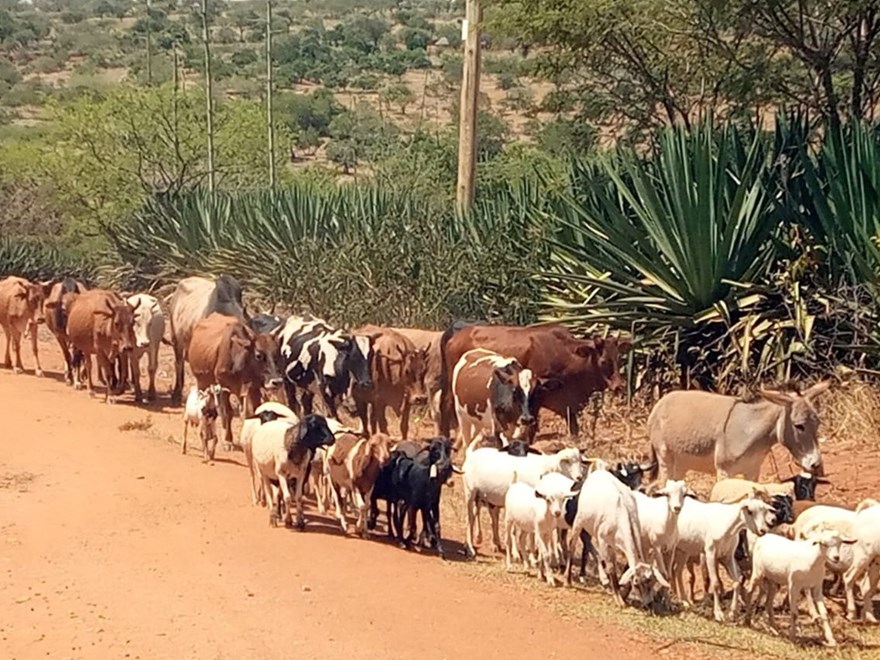 Migrating cows and goats.