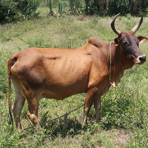 A brown sebu cow is standing and watching.