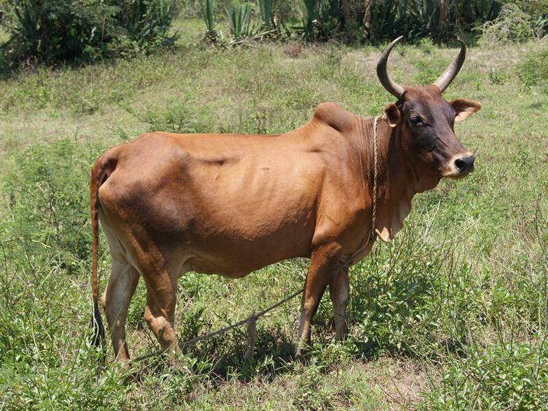 A brown sebu cow is standing and watching.