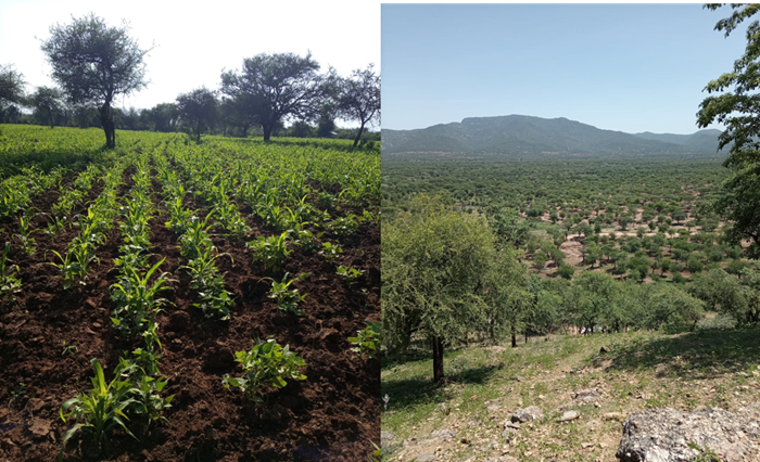 Divided picture of maize plantations and a dry landscape with lots of trees.