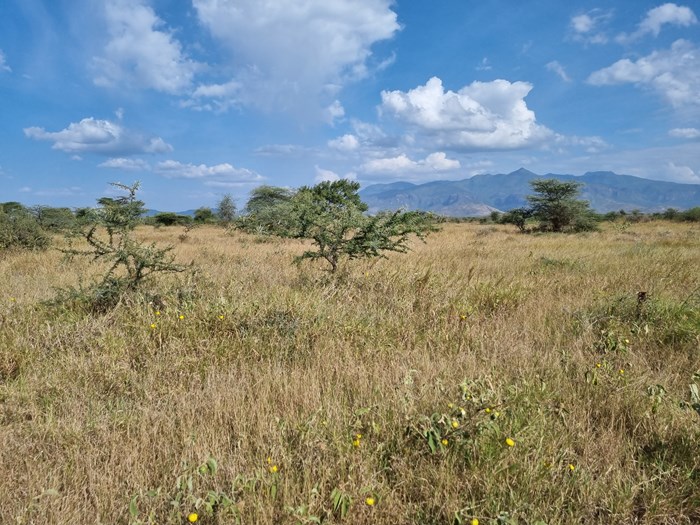 Torrt gräs i Rupa, Uganda