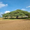 Ett stort träd i ett torrområde i Rupa, Uganda.