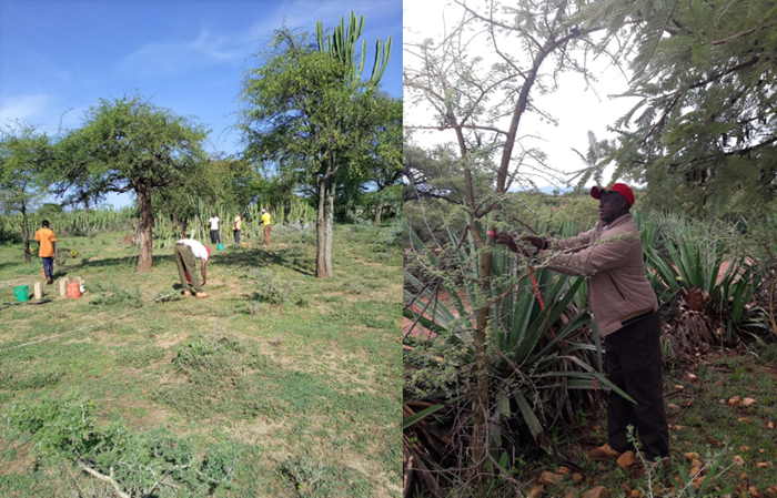 Divided picture with field technicians who observe grass and tree vegetation.