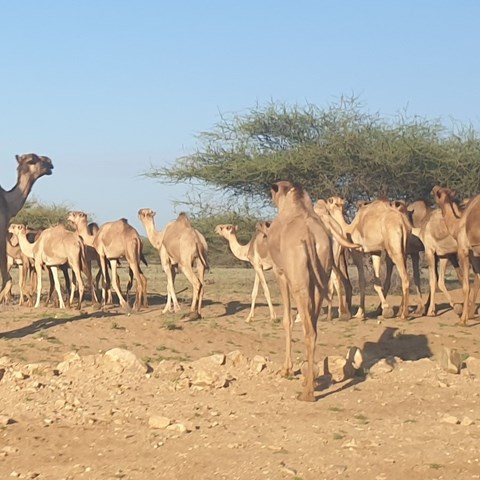 Dromedaries in Turkana, Kenya.