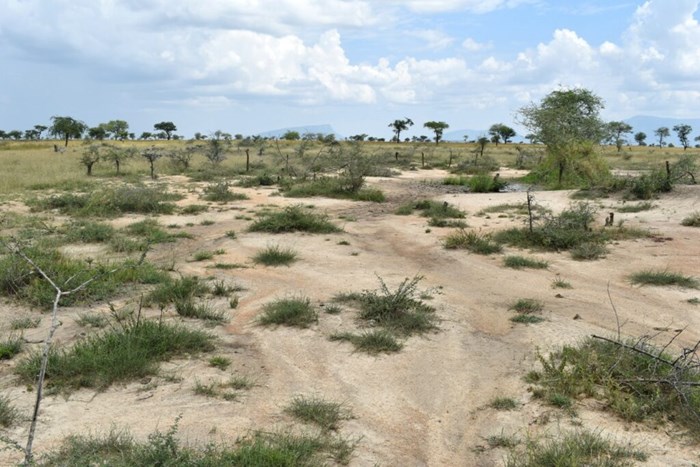 Degraded rangeland with low grass cover in Napak district Uganda