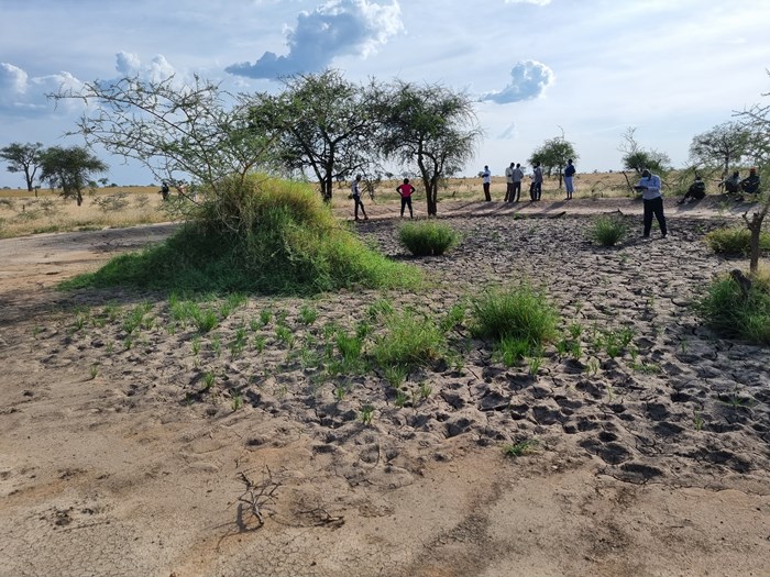 Torkat vattenhål med människor i bakgrunden i Poron Uganda