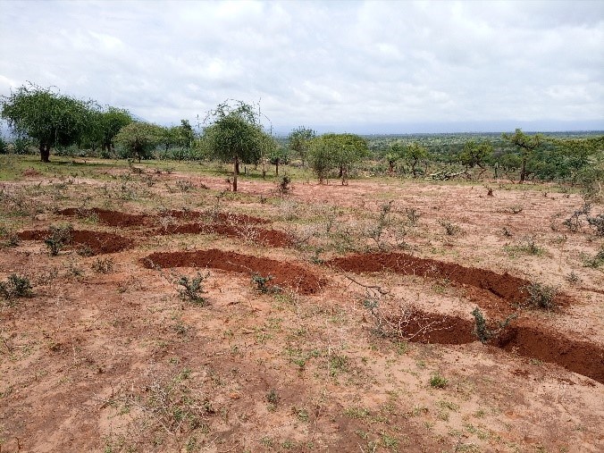 Erosion controlling half moon bunds.