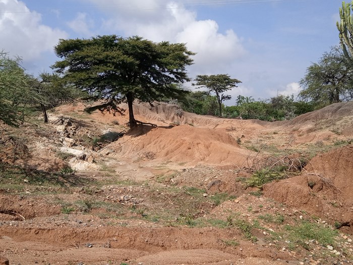 A tree in a very eroded landscape in Kenya.
