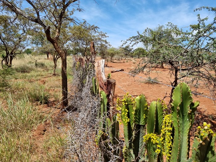 A fence dividing a dry area of nearly no grass to the right compared to much and tall grass to the left.