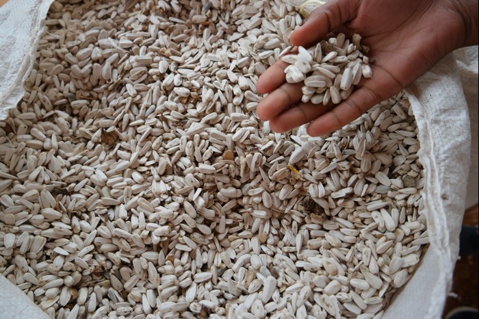 Sack of sunflowerseeds with a hand holding some of them