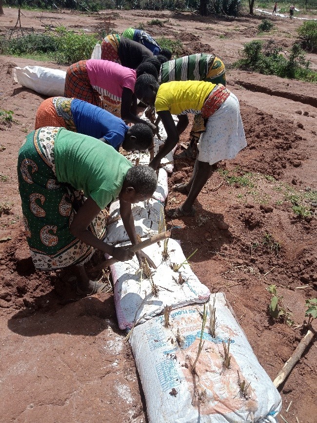 Women planting in sacks
