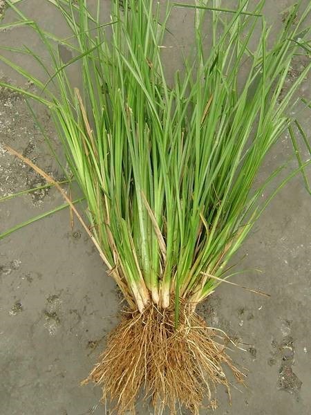 Vetiver grass 