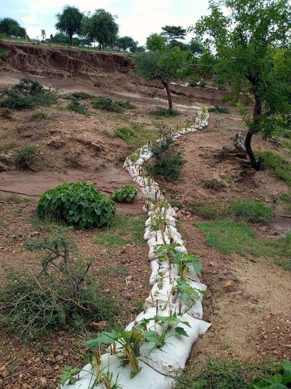 Vetiver grass has started to grow in sacks