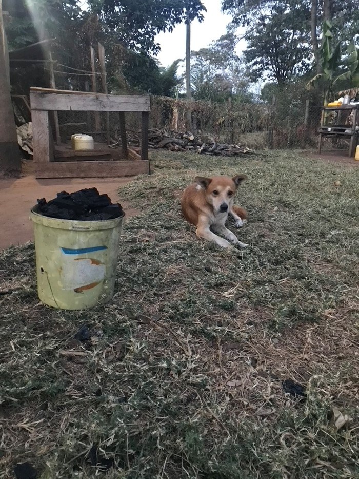 A dog lies next to a bucket of charcoal